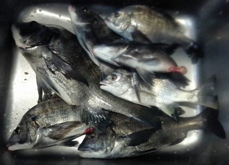 ふじや釣舟店 釣果