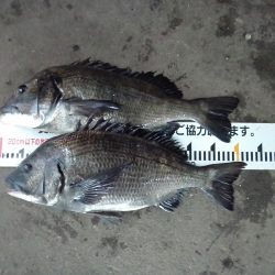 ふじや釣舟店 釣果