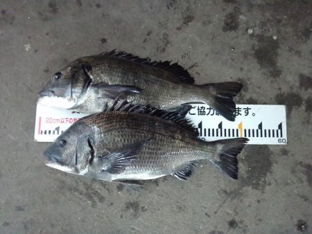 ふじや釣舟店 釣果