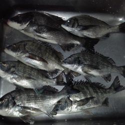 ふじや釣舟店 釣果