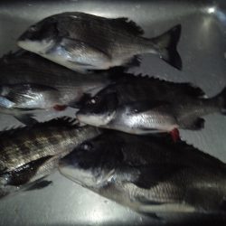 ふじや釣舟店 釣果