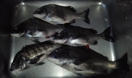 ふじや釣舟店 釣果