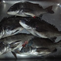 ふじや釣舟店 釣果