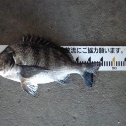 ふじや釣舟店 釣果