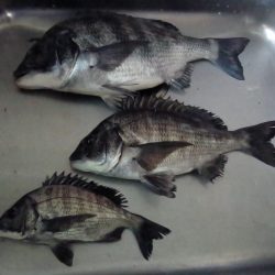 ふじや釣舟店 釣果