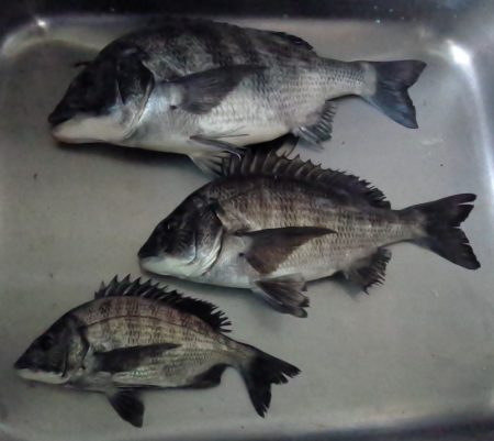 ふじや釣舟店 釣果