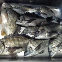 ふじや釣舟店 釣果