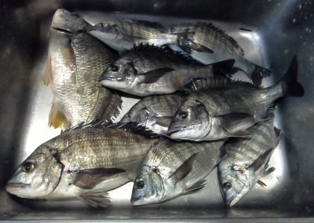 ふじや釣舟店 釣果