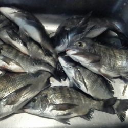 ふじや釣舟店 釣果