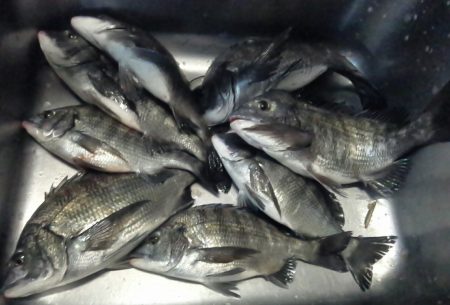 ふじや釣舟店 釣果