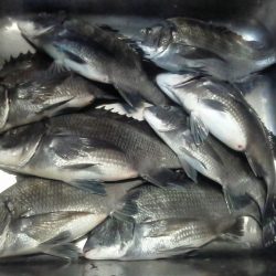 ふじや釣舟店 釣果