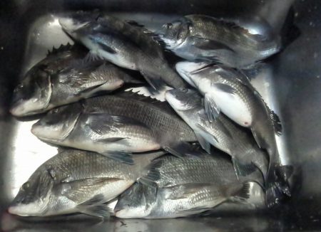 ふじや釣舟店 釣果