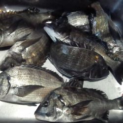 ふじや釣舟店 釣果