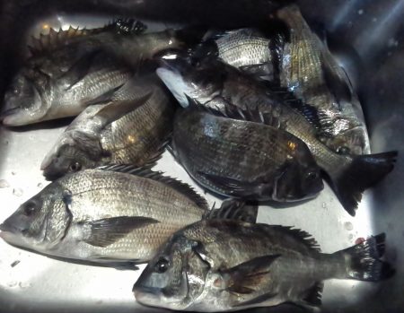 ふじや釣舟店 釣果