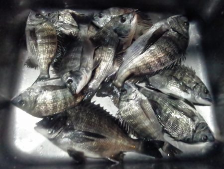 ふじや釣舟店 釣果