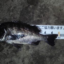 ふじや釣舟店 釣果