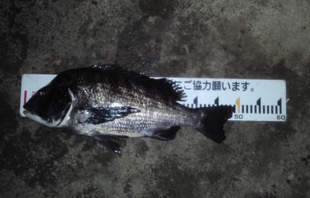 ふじや釣舟店 釣果