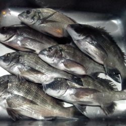 ふじや釣舟店 釣果