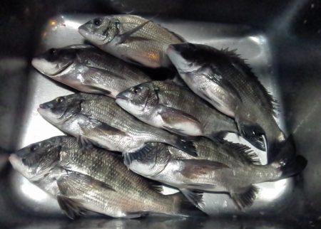 ふじや釣舟店 釣果