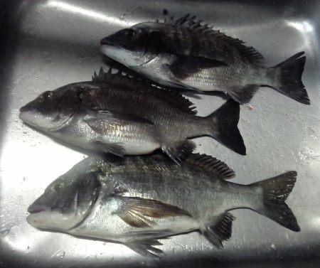 ふじや釣舟店 釣果