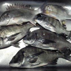 ふじや釣舟店 釣果