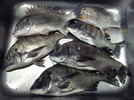 ふじや釣舟店 釣果