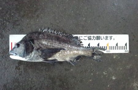 ふじや釣舟店 釣果