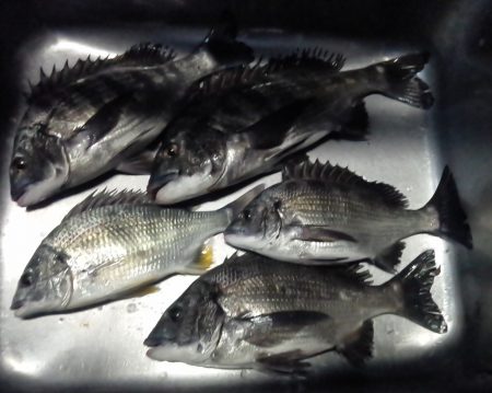 ふじや釣舟店 釣果