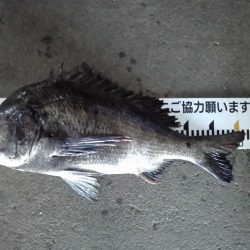 ふじや釣舟店 釣果