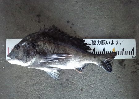 ふじや釣舟店 釣果