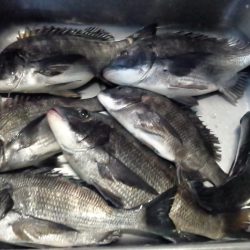 ふじや釣舟店 釣果