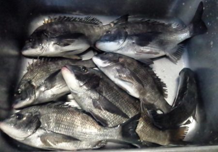 ふじや釣舟店 釣果