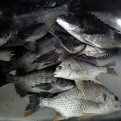 ふじや釣舟店 釣果