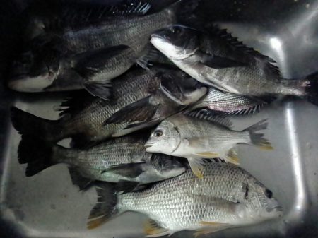 ふじや釣舟店 釣果