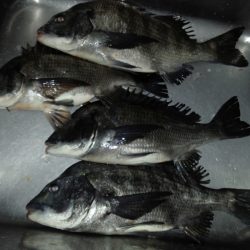 ふじや釣舟店 釣果