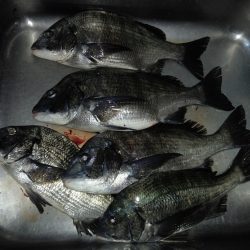ふじや釣舟店 釣果