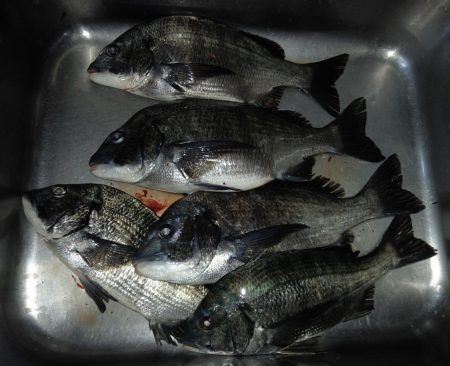 ふじや釣舟店 釣果