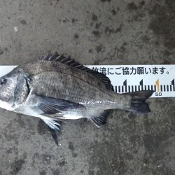 ふじや釣舟店 釣果