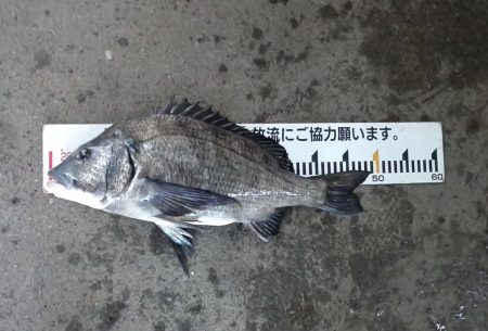 ふじや釣舟店 釣果