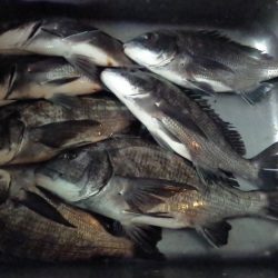 ふじや釣舟店 釣果