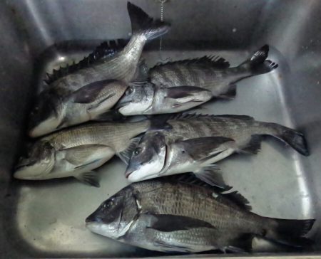 ふじや釣舟店 釣果