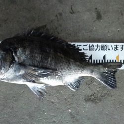 ふじや釣舟店 釣果