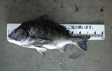 ふじや釣舟店 釣果