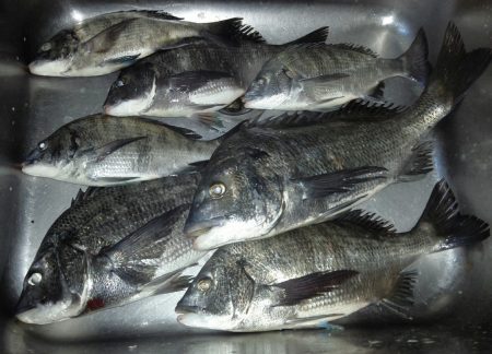 ふじや釣舟店 釣果