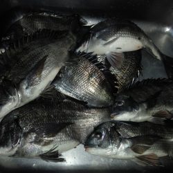 ふじや釣舟店 釣果