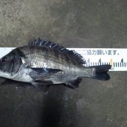 ふじや釣舟店 釣果