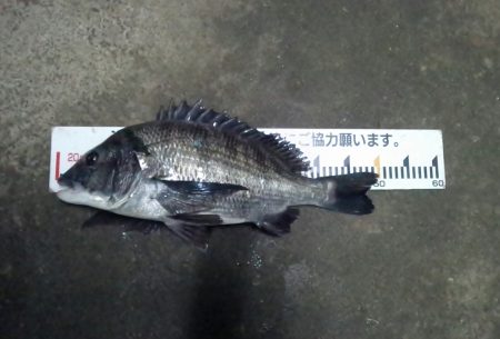 ふじや釣舟店 釣果