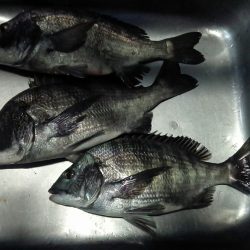 ふじや釣舟店 釣果