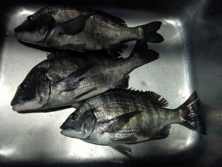 ふじや釣舟店 釣果