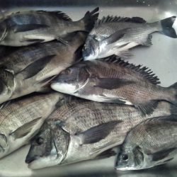 ふじや釣舟店 釣果